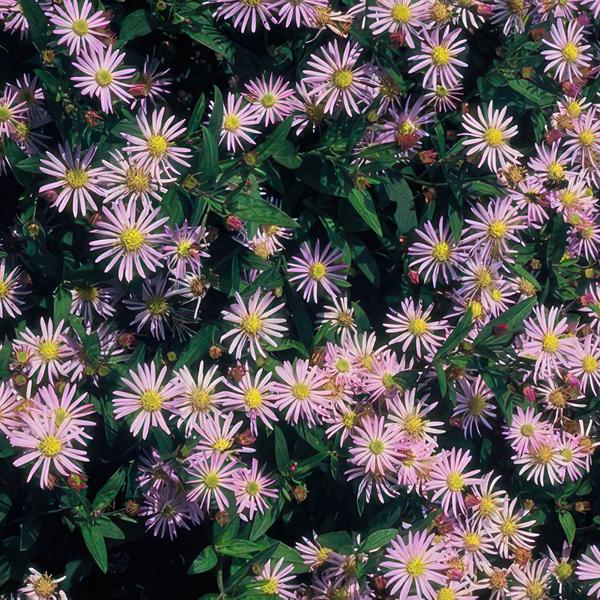 Aster ageratoides 'Asran' - ↕10-25cm - Ø9cm - 6x
