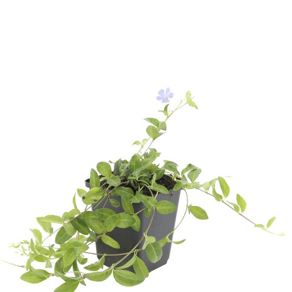 Vinca minor 'La Grave' - ↕10-25cm - Ø9cm - 60x