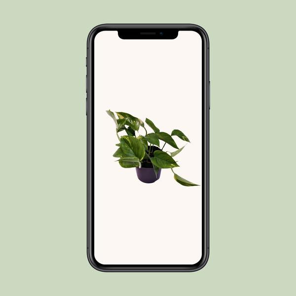 Scindapsus (Epipremnum) Aureum - Ø12cm - ↕25cm