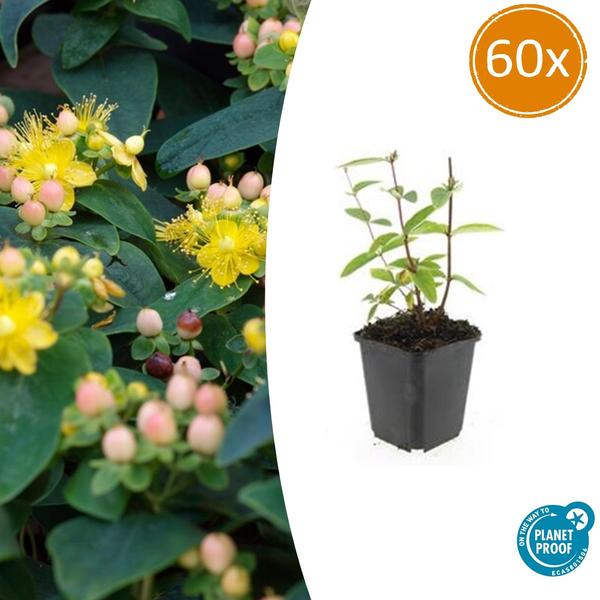 Hypericum inodorum 'Annebel' - ↕10-25cm - Ø9cm - 60x