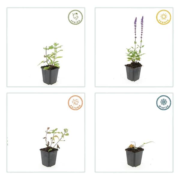 Salvia nem. 'Caradonna' - ↕10-25cm - Ø9cm - 40x