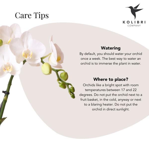 Orchidées colibris | Orchidée Phalaenopsis blanche – Amabilis + Pot décoratif diamant doré – taille du pot Ø9cm – 40cm haut | plante d'intérieur fleurie en pot de fleurs - fraîche du producteur