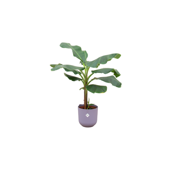 Offre combinée - Bananier (Musa) incluant elho Jazz Round lilas Ø23 - 120 cm