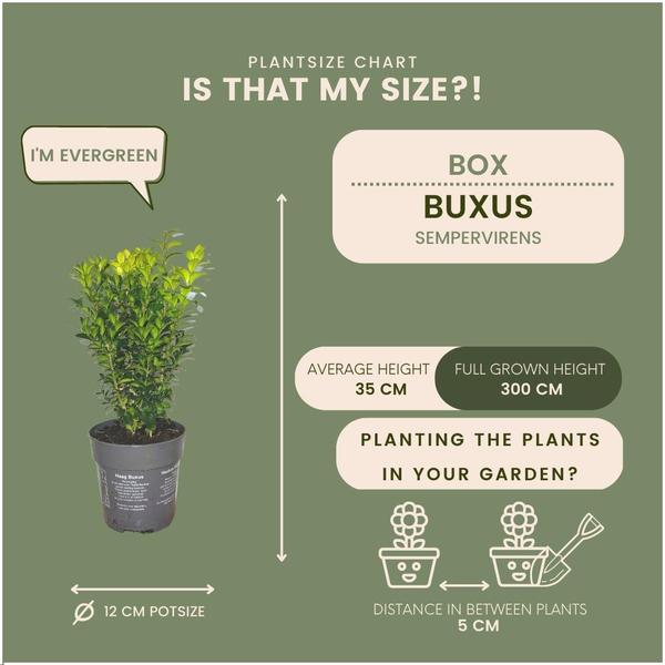 Haie de Buxus Sempervirens 1 mètre - ↨ 20 cm - 6 x Ø 12 cm