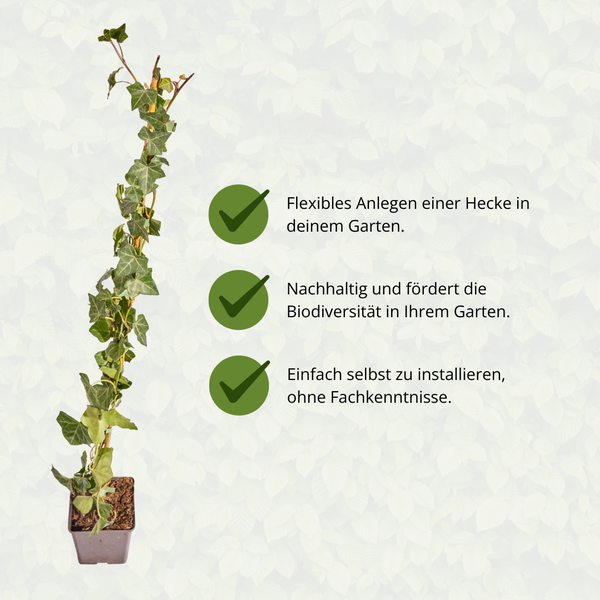 Hedera Hibernica - Lierre - Collé - ↨80 - 100 cm