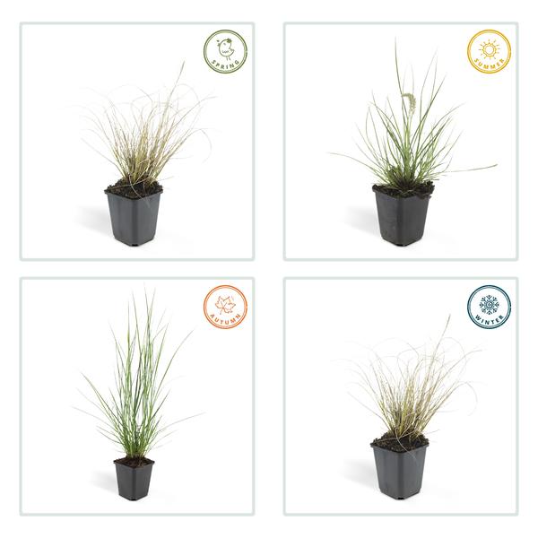 Pennisetum alopecuroides 'Hameln' - ↕10-25cm - Ø9cm - 60x