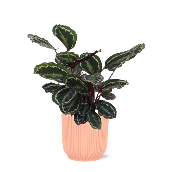 Calathea Medaillon Ø21cm - ↕70cm in Vibes ROZE