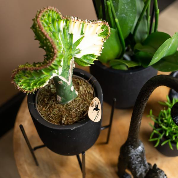 Maison Colibri | Support à plantes - Réhausse à plantes en métal noir Ø12cm