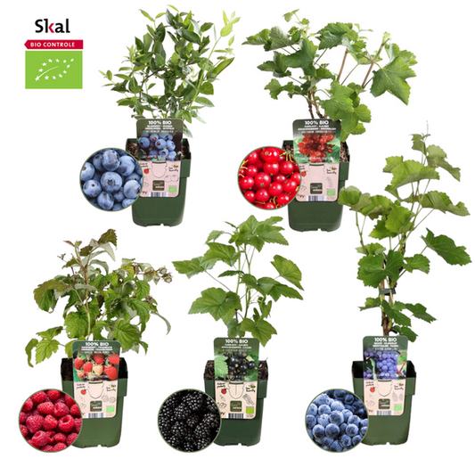 "Fruit oasis" BIO Mélange de plantes fruitières ensemble de 5 types différents