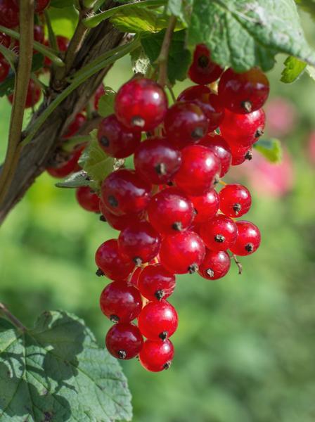 Ribes rubrum 'Jokheer van Tets' - Groseille - Ø13cm - ↕45cm