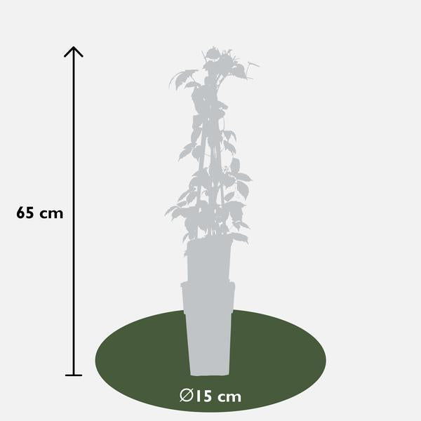 Parthenocissus tricuspidata 'Veitch Boskoop' - Ø15cm - ↕65cm