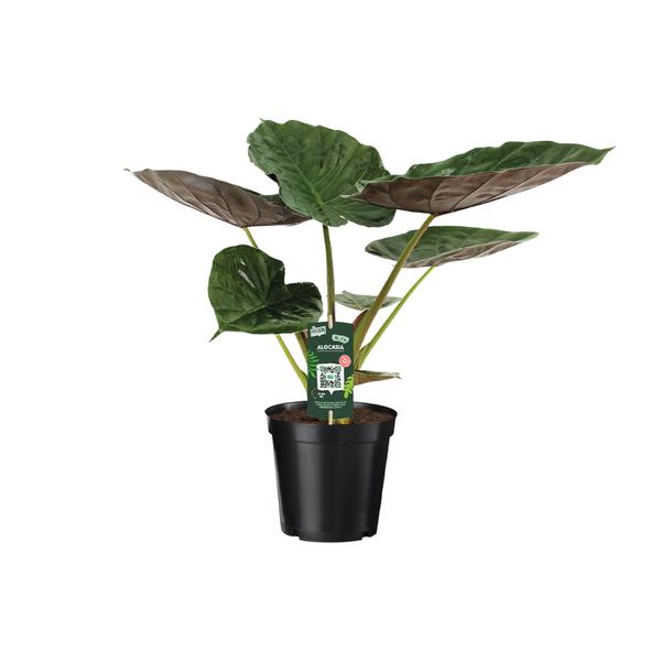 Alocasia Wentii - Oreille d'éléphant - Ø19cm - ↕70cm