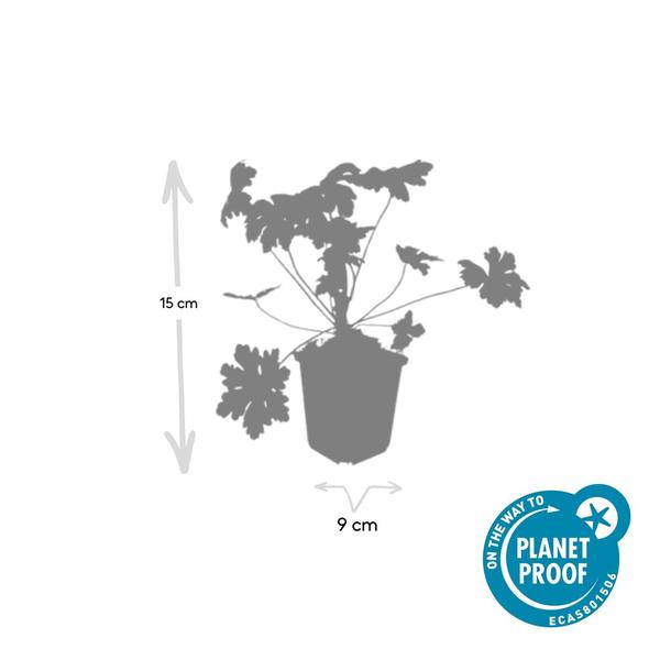 Geranium macr. 'Ingwersen's Var.' - ↕10-25cm - Ø9cm - 60x