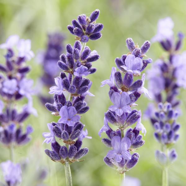 Lavandula 'Hidcote' - ↕10-25cm - Ø9cm - 6x