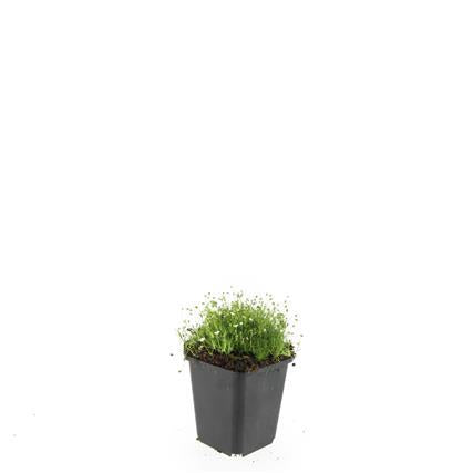 Sagina subulata - ↕10-25cm - Ø9cm - 60x
