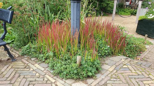 Imperata cylindrica 'Red Baron' - ↕10-25cm - Ø9cm - 60x