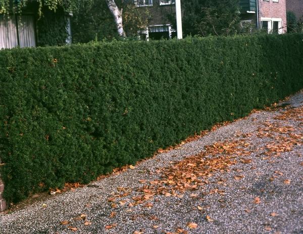 Taxus baccata - ↕30-50cm - racine nue - 25x