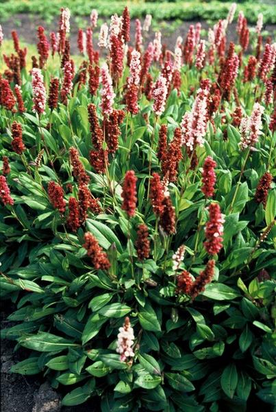 Persicaria aff. 'Darjeeling Red' - ↕10-25cm - Ø9cm - 60x