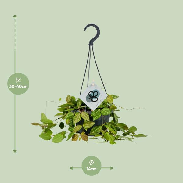 Dischidia ovale - Ø14cm - ↕40cm