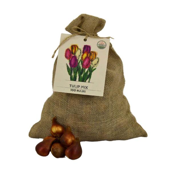 Flowerbulbs Amsterdam - Super Tulip Mix - Sachet de valeur durable, 100 bulbes de fleurs pour 2,5 m2 de splendeur florale - Taille 12+