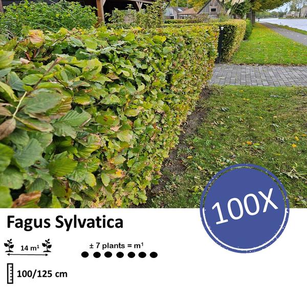 Fagus sylvatica - Racine nue - 100/125 - 100x