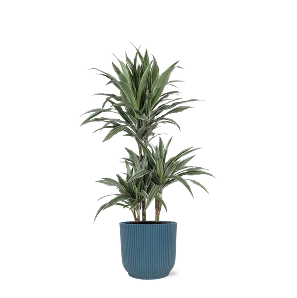 Dracaena Warneckii Ø21cm - ↕65cm en pot Vibes BLEU