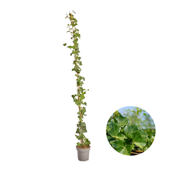 Hedera Hibernica - Lierre - Collé - ↨150 - 175 cm
