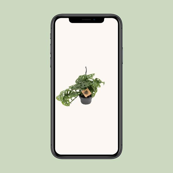 Singe Monstera - Ø14cm - ↕30cm
