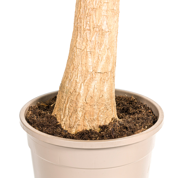 Beaucarnea Recurvata Stam Ø24cm - ↕90-100cm