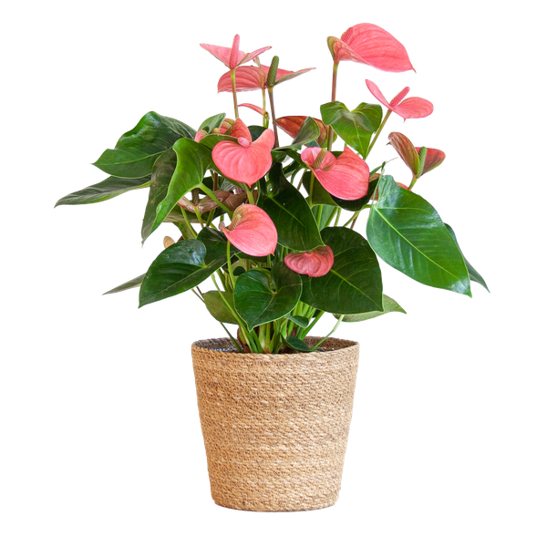 Anthurium Rose explosion avec panier naturel - 55cm - Ø17