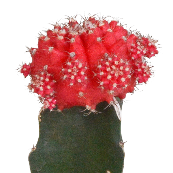 Euphorbia meloformis variegata - Gymnocalycium mix - 5,5cm - 3x