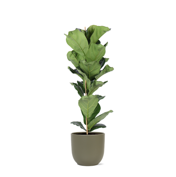 Ficus Lyrata - Ø21cm - ↕90cm en pot Boule OLIVE