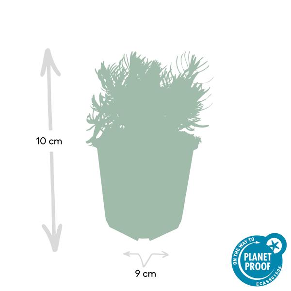 Lavandula 'Hidcote' - ↕10-25cm - Ø9cm - 60x
