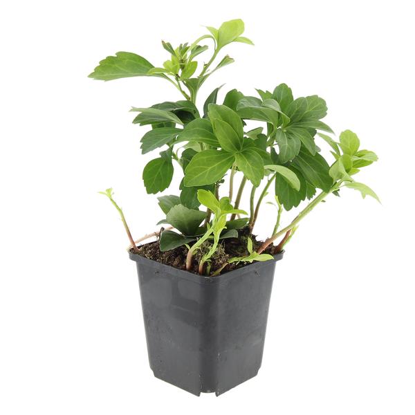 Pachysandra term. 'Green Carpet' - ↕10-25cm - Ø9cm - 6x,