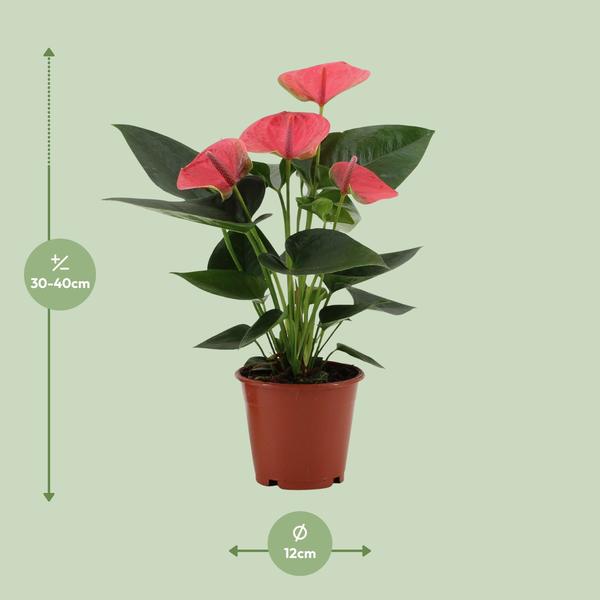 Anthurium Sweet Dream Dans Pochette Transparente - Ø12cm - ↕36cm