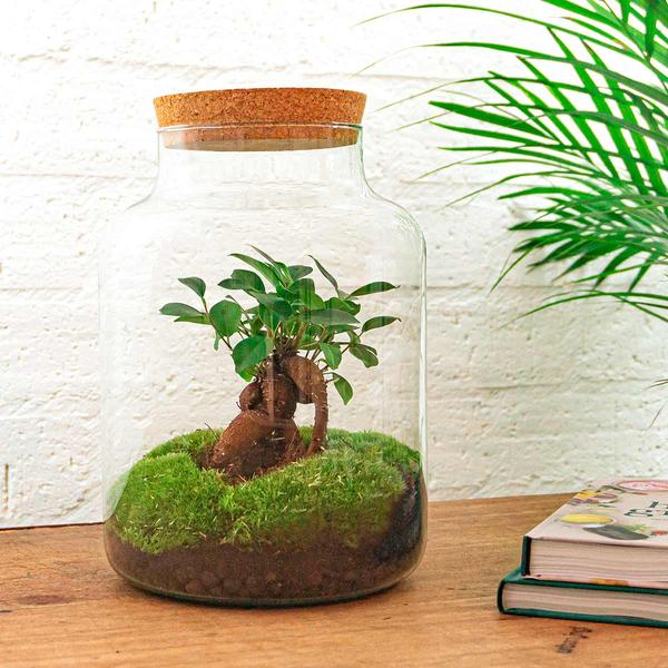DIY terrarium - Milky met bonsai - ↕ 30 cm  - Rake + Shovel