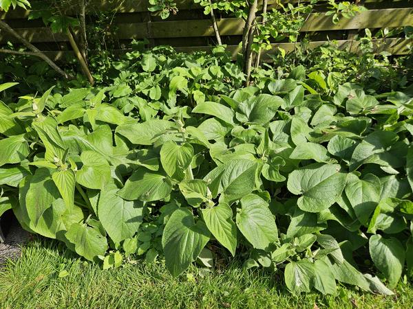 Phlomis russeliana - ↕10-25cm - Ø9cm - 60x