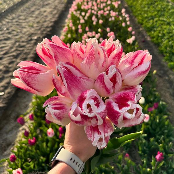 Flowerbulbs Amsterdam - Appie's Best - 30 bulbes de fleurs - Taille 12+