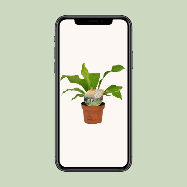 Asplenium Nidus - Ø12cm - ↕35cm