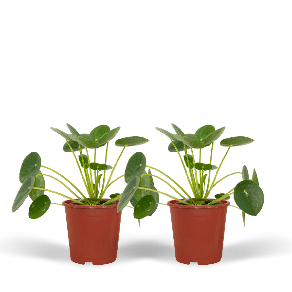 2x Pilea Peperomiodes - Plante à crêpes - 20cm - ø12
