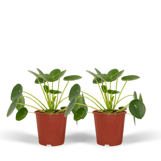 2x Pilea Peperomiodes - Plante à crêpes - 20cm - ø12