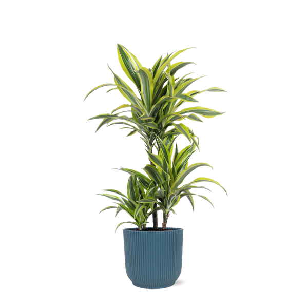 Dracaena Citron Lime Ø21cm - ↕65cm en pot Vibes BLEU