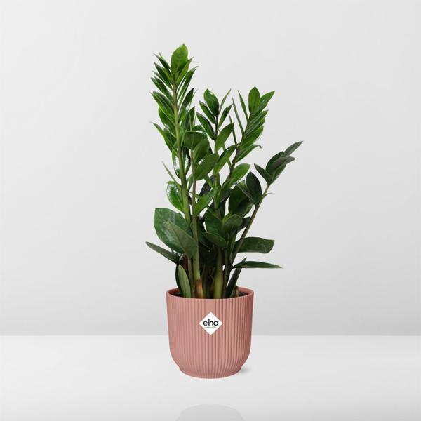 Zamioculcas – Hauteur 45-50 en ELHO Vibes Fold 14cm rose