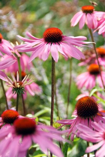 Echinacea p. 'Magnus' - ↕10-25cm - Ø9cm - 60x