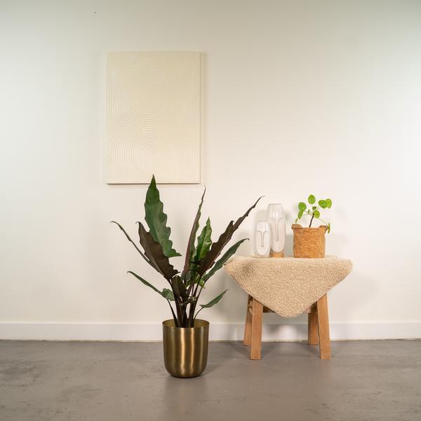 Alocasia Lauterbachiana - Ø19cm - ↕80cm + Pot Mayk Or