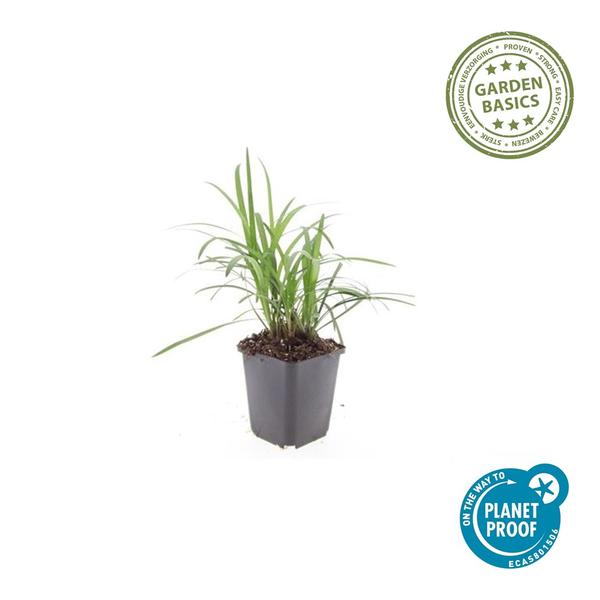 Liriope muscari 'Monroe White' - ↕10-25cm - Ø9cm - 60x