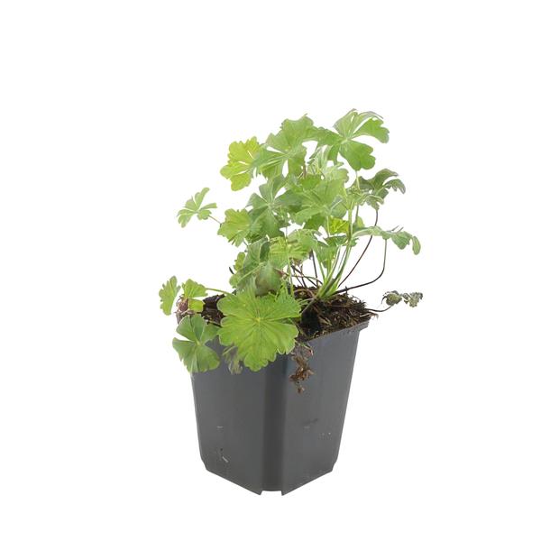 Geranium cant. 'Biokovo' - ↕10-25cm - Ø9cm - 6x