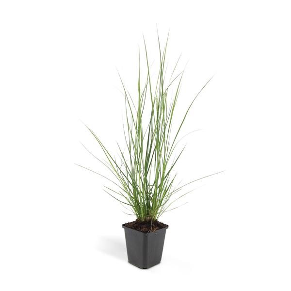 Pennisetum alopecuroides 'Hameln' - ↕10-25cm - Ø9cm - 60x