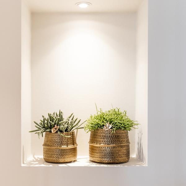 Kolibri Greens | Succulenten set van 2 planten in gouden groove sierpotten - keramiek potmaat Ø9cm