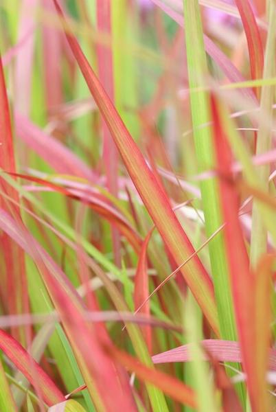 Imperata cylindrica 'Red Baron' - ↕10-25cm - Ø9cm - 60x